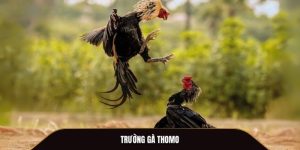 trường gà thomo