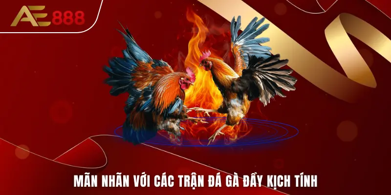 Mãn nhãn với các trận đá gà đầy kịch tính từ các trường đấu đỉnh cao