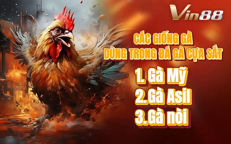 Các giống gà đá cựa dao