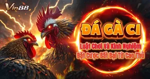 đá gà c1